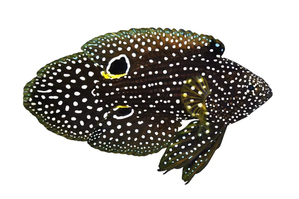 白で隔離される熱帯の魚 calloplesiops 域 — ストック写真