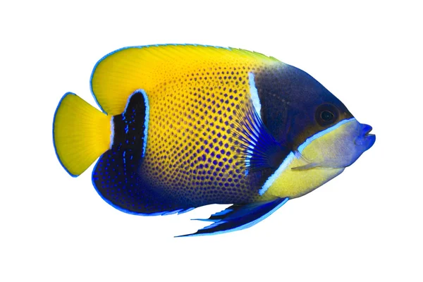 Τροπικά ψάρια pomacanthus navarchus απομονωθεί σε λευκό — Φωτογραφία Αρχείου