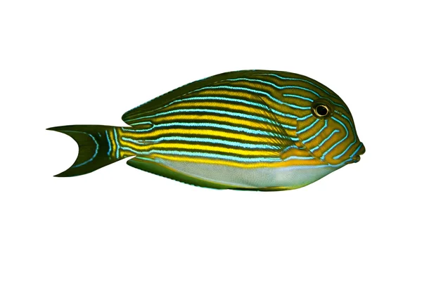 Peixes tropicais Acanthurus lineatus isolados em branco — Fotografia de Stock