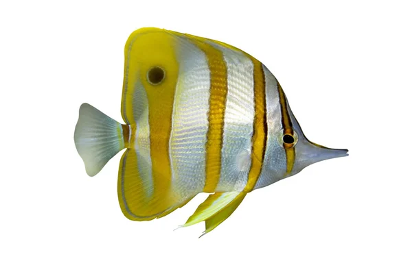 열 대 물고기 Chelmon rostratus 흰색 절연 — 스톡 사진