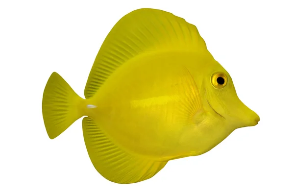 Тропічні риби Зебрасома ізольовані на білому — стокове фото