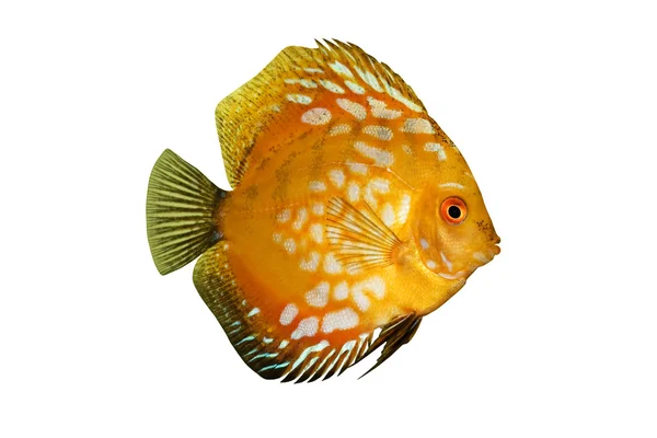 カラフルな熱帯魚の熱帯一種円盤の魚を白で隔離されます。 — ストック写真