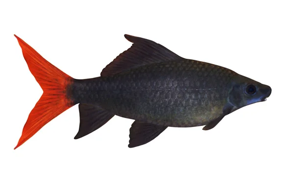 熱帯の魚 epalzeorhynchos 二色白で隔離されます。 — ストック写真