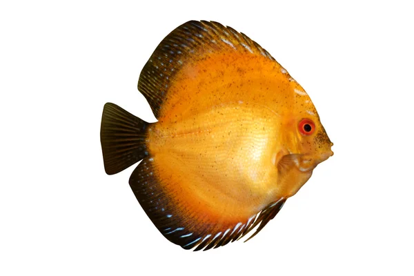 다채로운 열 대 Symphysodon 원반던지기 물고기 흰색 절연 — 스톡 사진