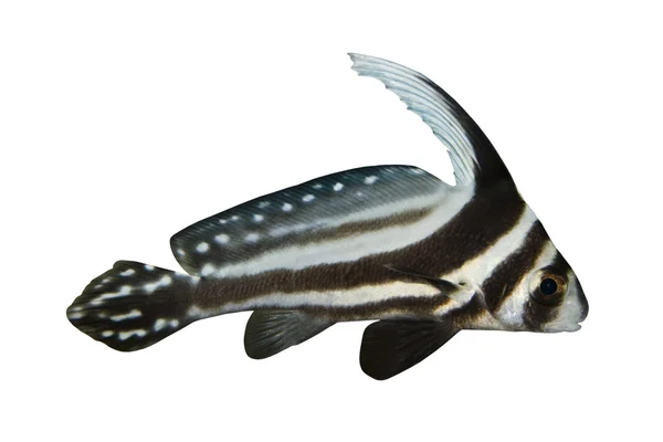 Тропическая рыба Equetus lanceolatus, изолированная на белом — стоковое фото