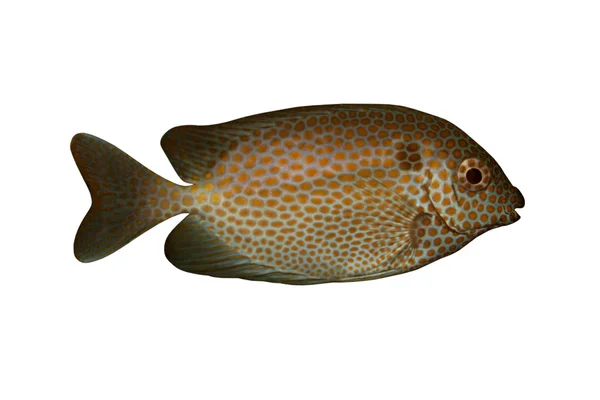 Τροπικά ψάρια siganus chrysospilos απομονωθεί σε λευκό — Φωτογραφία Αρχείου