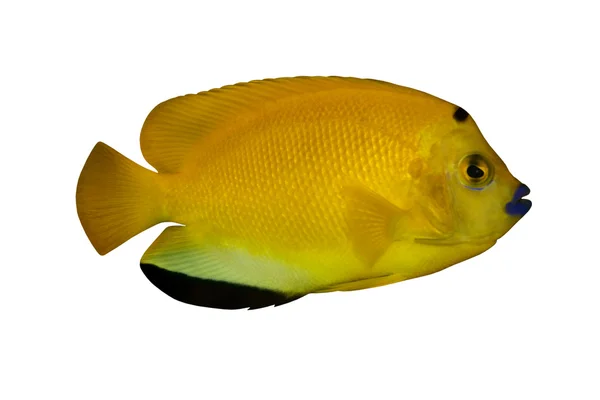 Τροπικά ψάρια apolemichthys trimaculatus απομονωθεί σε λευκό — Φωτογραφία Αρχείου