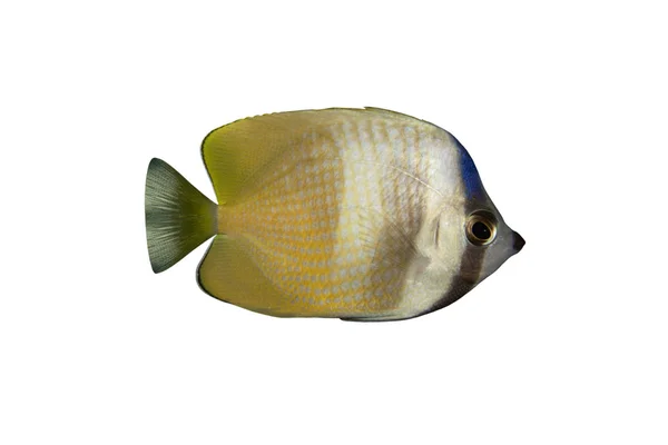 白で隔離される熱帯魚チョウチョウウオ kleinii — ストック写真