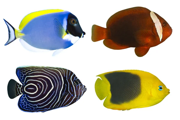 Quattro pesci tropicali isolati su bianco — Foto Stock
