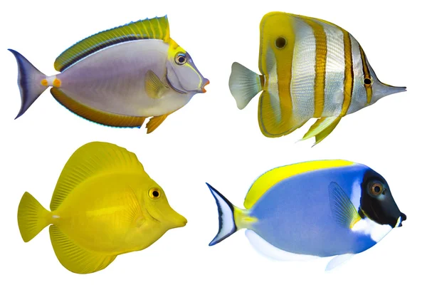 白で隔離される 4 つの熱帯魚 — ストック写真