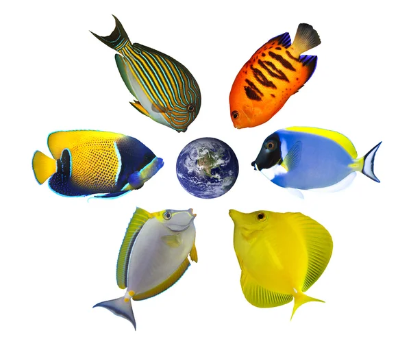 Sei pesci tropicali in tutto il mondo — Foto Stock