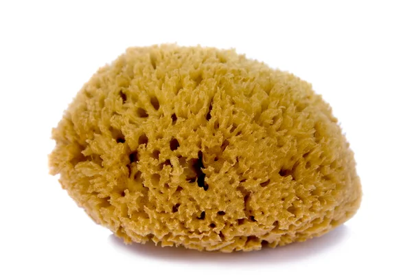 stock image Sponge