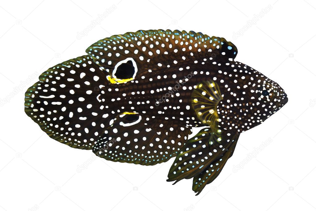 Tropical Fish Calloplesiops altivelis isolated on white