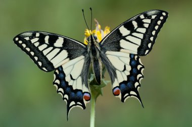 Papilio machaon