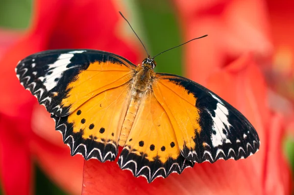 Exotic butterfly — Stock Photo, Image