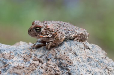 Bufo calamita