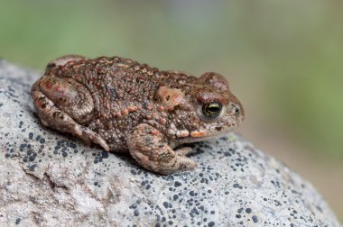 Bufo calamita