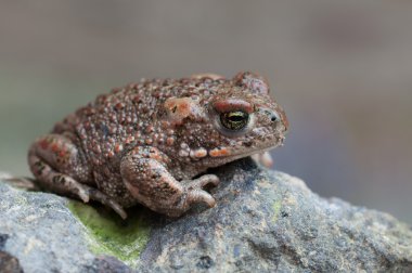 Bufo calamita