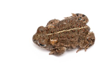 Natterjack Toad clipart