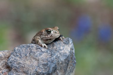 Bufo calamita