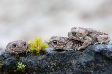 Bufo calamita clipart