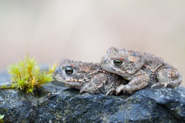 Bufo calamita