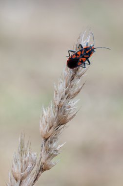 Spilostethus saxatilis