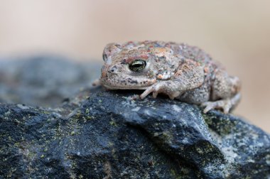 Bufo calamita