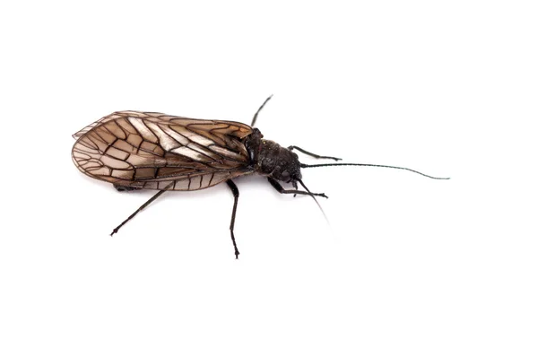 stock image Swamp Fly