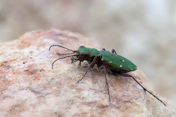 Yeşil kaplan böceği — Stok fotoğraf
