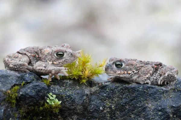 Bufo calamita