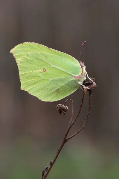 stock image Brimstone