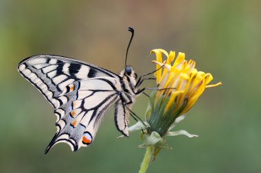 Papilio machaon