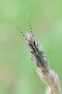 Agapanthia villosoviridescens