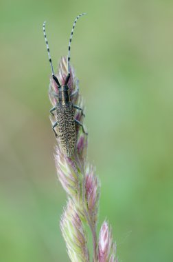 Agapanthia villosoviridescens