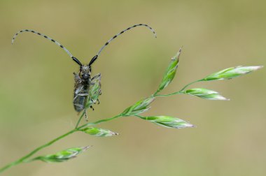 Agapanthia villosoviridescens