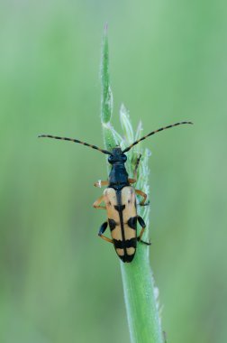 Rutpela maculata