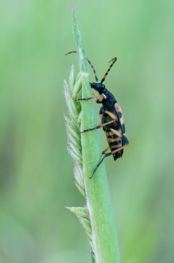 Rutpela maculata