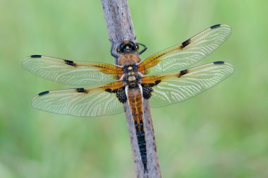 Libellula quadrimaculata