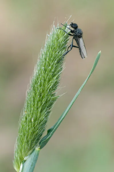 March fly — Stock Photo, Image