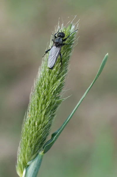 March fly — Stock Photo, Image
