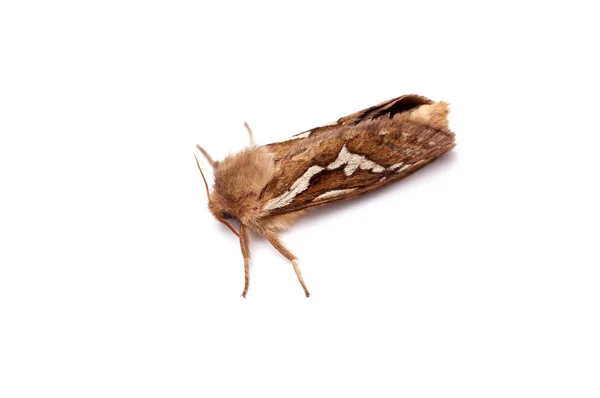 stock image A moth