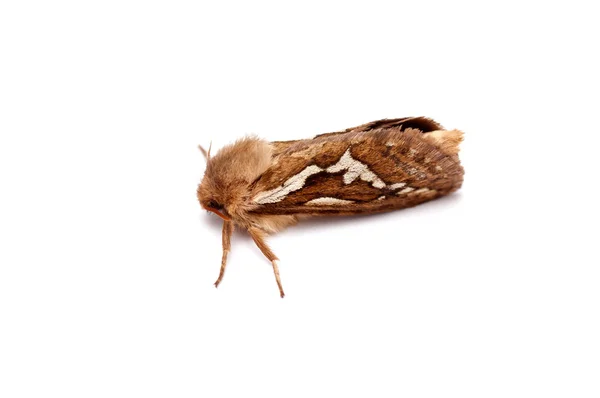 stock image A moth