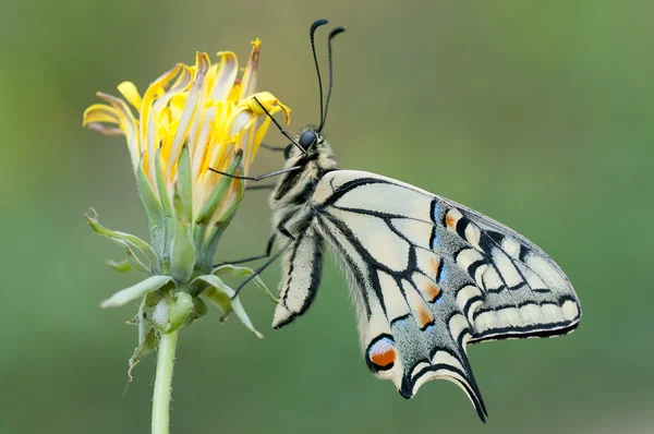 stock image Papilio machaon