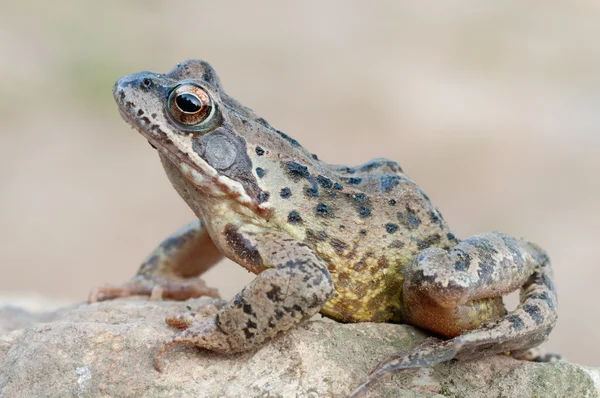 Brązowy żaba — Zdjęcie stockowe