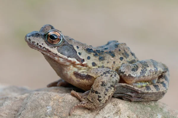 Frog on stone — Stock Photo, Image