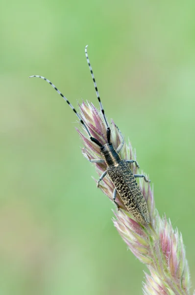 Agapanthia villosoviridescens — Fotografia de Stock