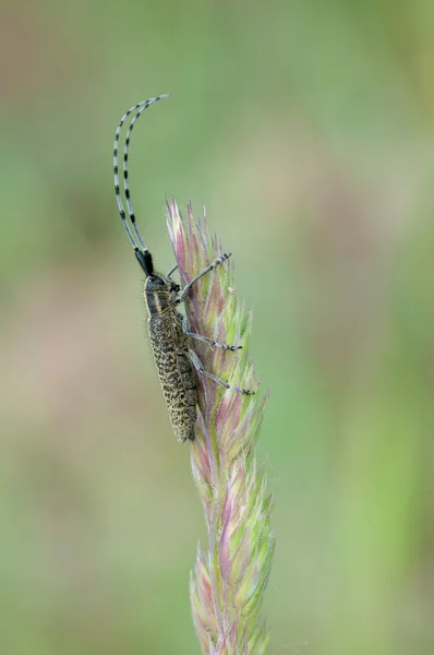Agapanthia villosoviridescens — Stock Photo, Image