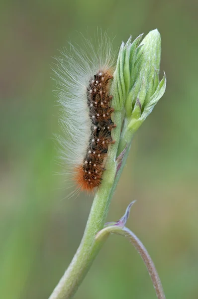 Caterpillar sok hajat — Stock Fotó