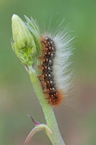 Caterpillar met veel haren — Stockfoto